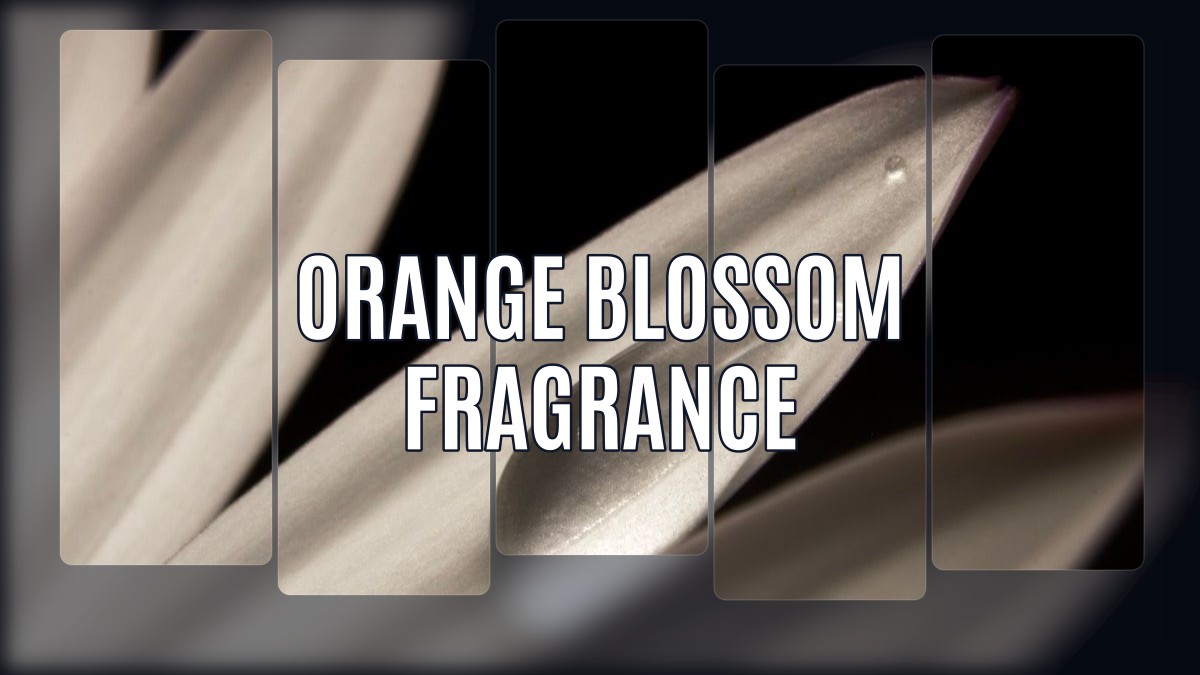 orange blossom fragrance