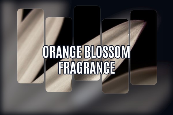 orange blossom fragrance